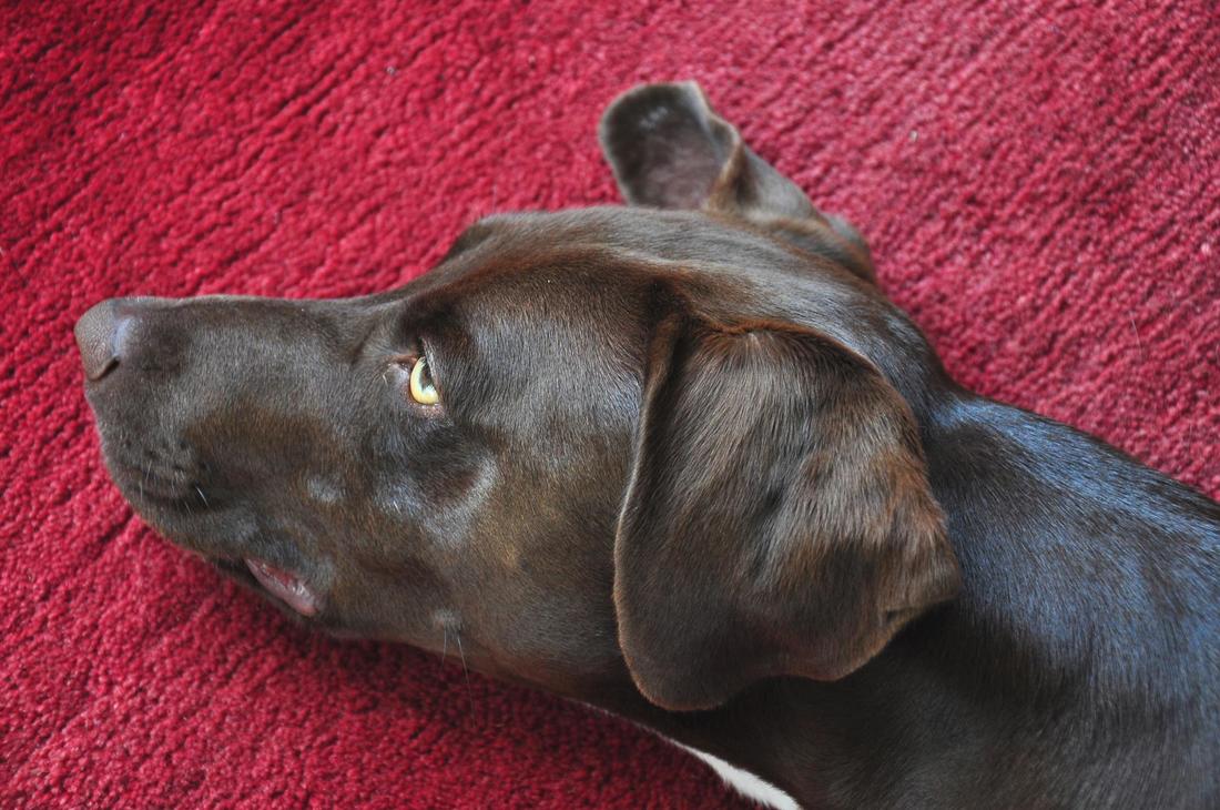 Pet Odour Removal from your Carpets and Upholstery